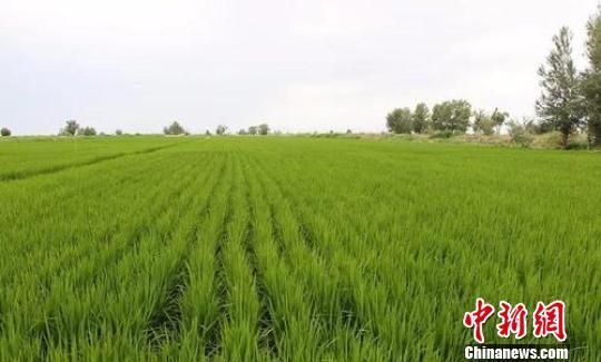 东北水稻品种在新疆兵团第十师试种成功 长势喜人丰收在望