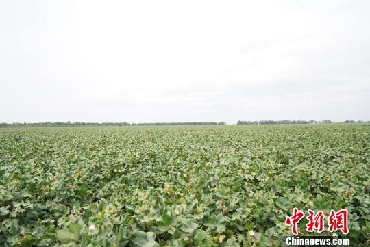 新疆兵团团场改革激发活力 助职工增收