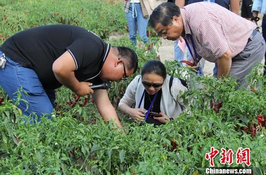 海外华文媒体走进田间地头 点赞新疆兵团种植业