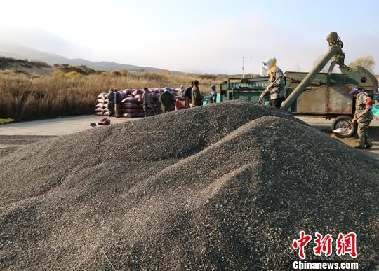 新疆兵团团场农作物全面收获 职工喜迎丰收(图)