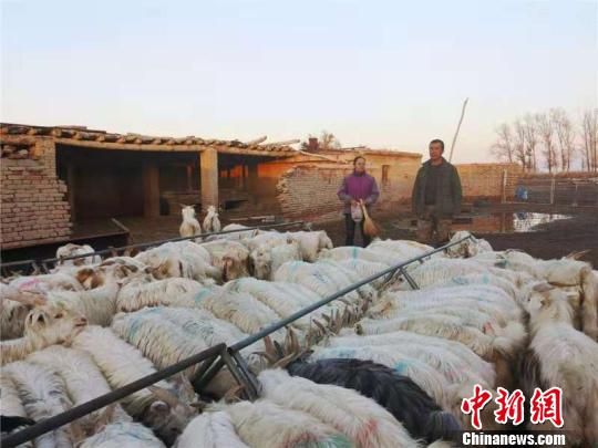 新疆兵团职工发展养殖业 成立合作社变身致富“领头羊”
