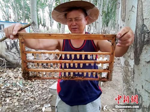 新疆兵团养蜂人话时代变迁:“生活像流淌的蜜,环境像花园”