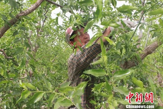 新疆兵团职工科技种枣 致富不忘众乡亲