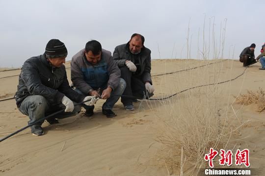 新疆且末县春季造林工作启动计划完成7000亩(图)