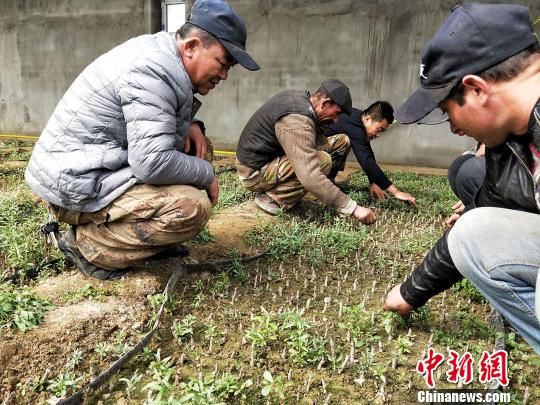 新疆帕米尔高原上的“致富树”:绿了庭院 富了民众