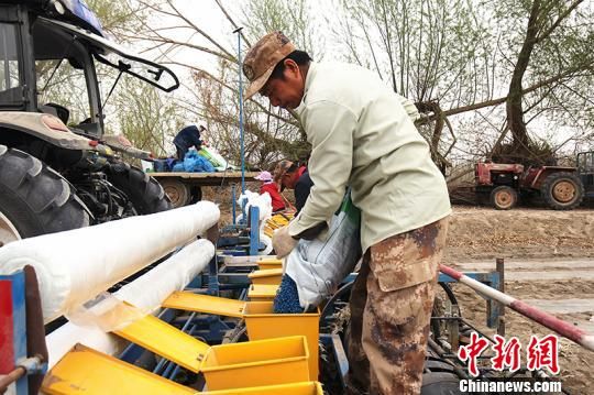 新疆兵团南部200余万亩机采棉全面开播(图)