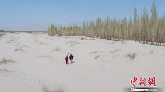 活人不能让沙子欺负!新疆一对夫妇35年种树80万棵