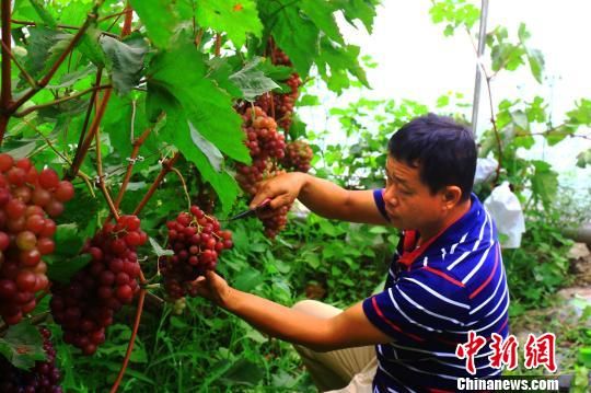 新疆托克逊 “牛奶葡萄”甜蜜来袭