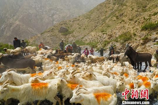 新疆阿克苏牧民“生命大迁徙”遇上暖心人(图)