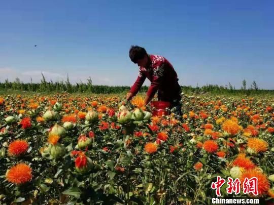 新疆独山子石化产业扶贫激活贫困地区“造血”功能