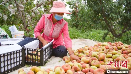 新疆霍尔果斯：从“家门口”到“国门口”的销售模式助果农增收